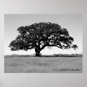 Oakträd Poster
