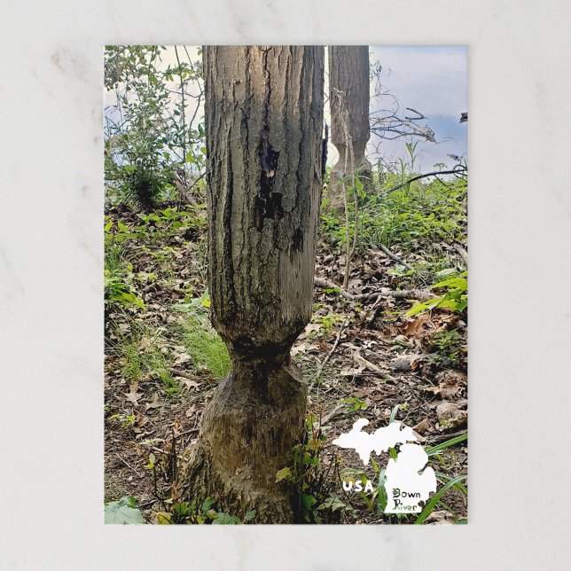 Oakwood Metropark Beaver Trail med Logotyp Vykort (Skapare uppladdad)