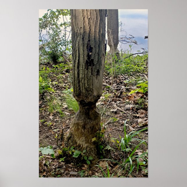 Oakwood Metropark Beaver Trail Poster (Framsidan)