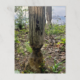 Oakwood Metropark Beaver Trail Vykort