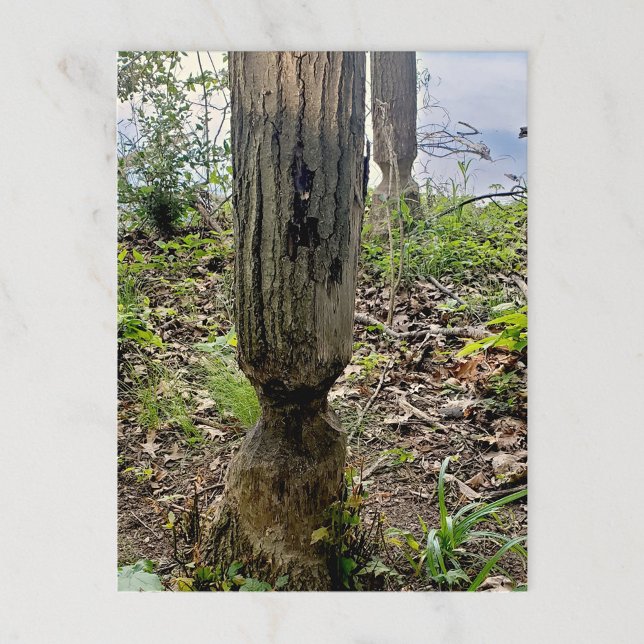 Oakwood Metropark Beaver Trail Vykort (Skapare uppladdad)