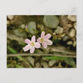 Oakwood Metropark Springskönhet Vykort