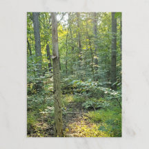 Oakwood Metropark Trail Postcard Sommarskog