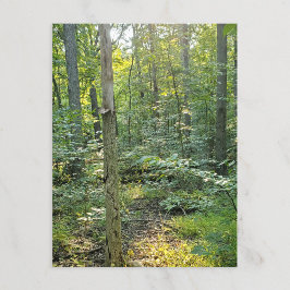 Oakwood Metropark Trail Postcard Sommarskog Vykort