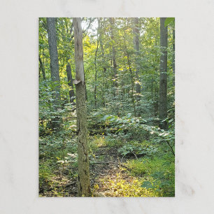 Oakwood Metropark Trail Postcard Sommarskog Vykort