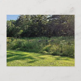 Oakwood Metropark Turkiet Väg Vykort