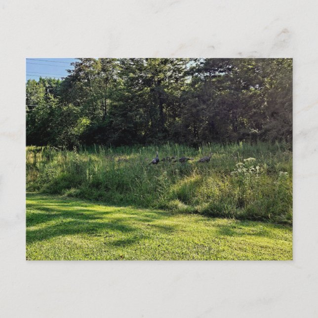 Oakwood Metropark Turkiet Väg Vykort (Framsida)