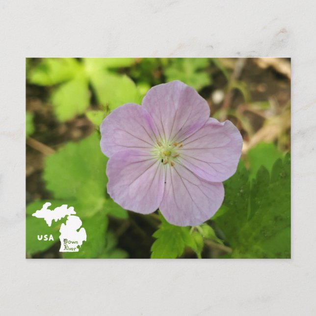 Oakwood Metropark Vild Geranium med Logotyp Vykort (Framsida)