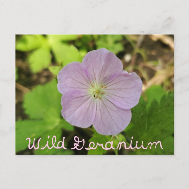 Oakwood Metropark Vild Geranium med text Vykort (Framsida)