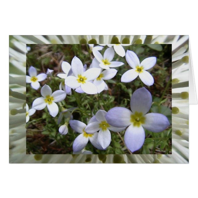 oändliga ängar hälsningskort (Framsidan Horizontal)