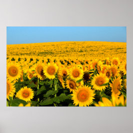 Oändliga solrosor poster