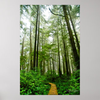 Oändliga spår, Träd och berättelser om regnskogen Poster