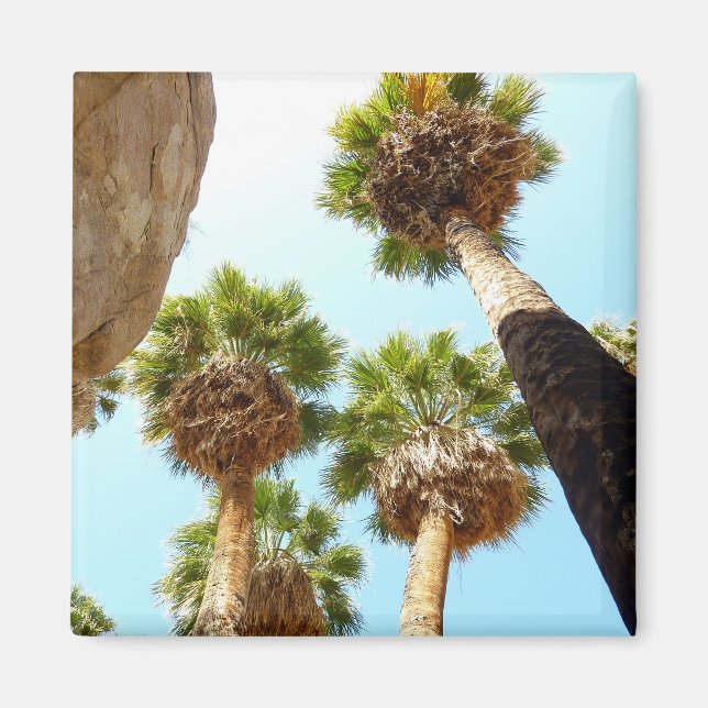 Oas Palm i Joshua Tree National Park Magnet (Framsidan)