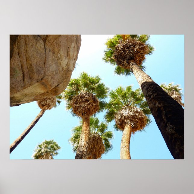 Oas Palm i Joshua Tree National Park Poster (Framsidan)