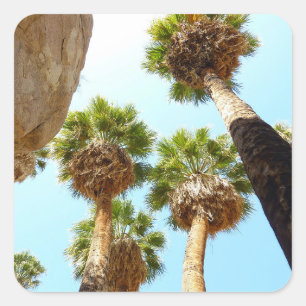 Oas palmträd i Joshua Tree National Park Fyrkantigt Klistermärke