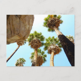 Oas palmträd i Joshua Tree National Park Vykort