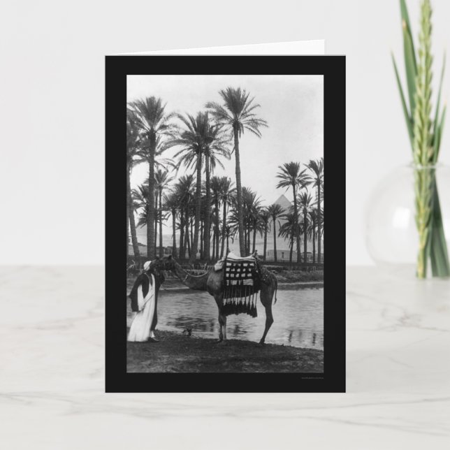 Oasis View Pyramid 1902 Kort (Framsida)