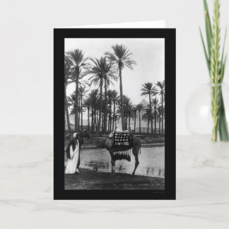Oasis View Pyramid 1902 Kort