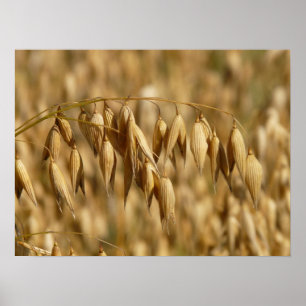Oat Fält Poster