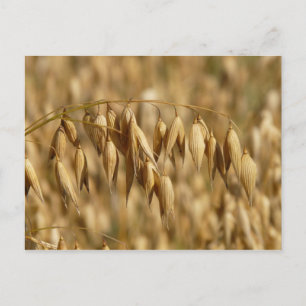 Oat Fält Vykort