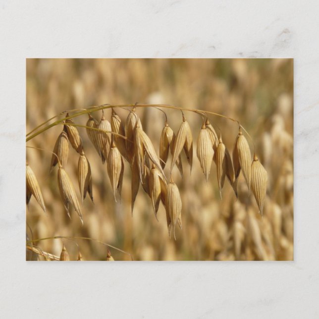 Oat Fält Vykort (Framsida)