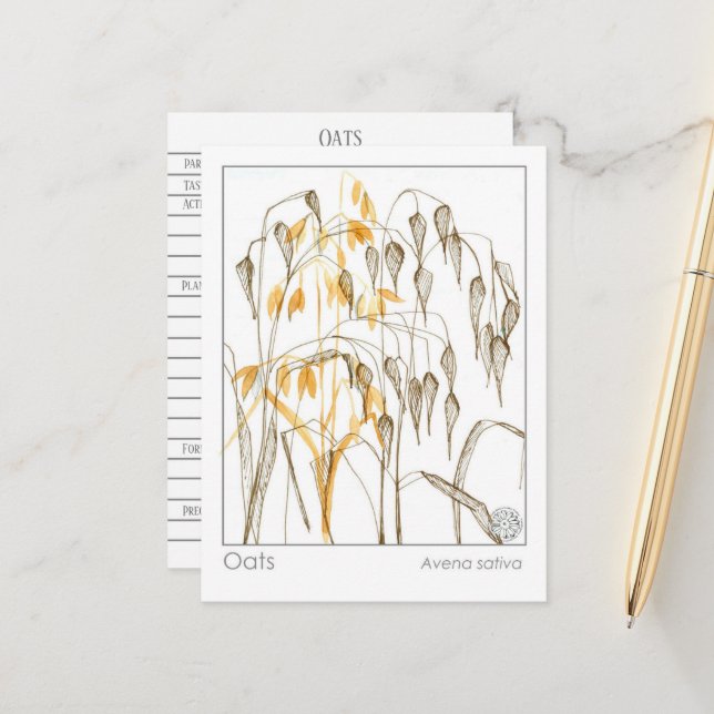 Oats Grain Plant Materia Medica Herbal Studcard Vykort (Fram/Back In Situ)