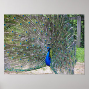 oavkortad blom för peafowl poster