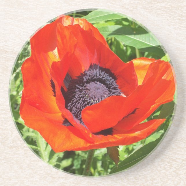 Oavkortad blom för röd blomma underlägg sandsten (Framsidan)