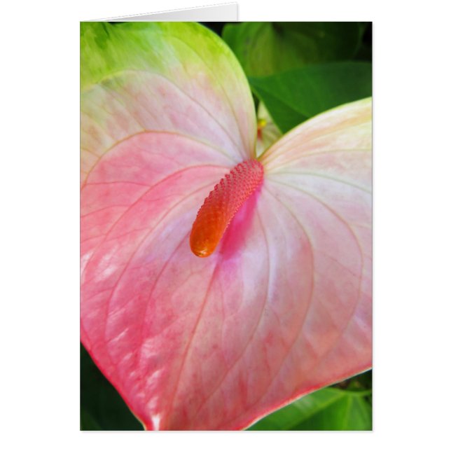 Obake Anthurium Hälsningskort (Framsidan)