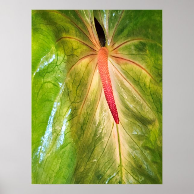 Obake Anthurium Poster (Framsidan)