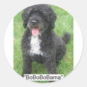 Obama Pet Portuguesa Vatten hund Runt Klistermärke