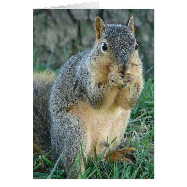Obehaglig ekorre hälsningskort (Framsidan)