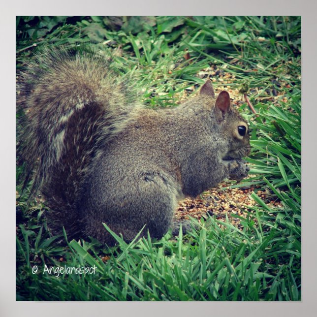 Obehaglig ekorre poster (Framsidan)