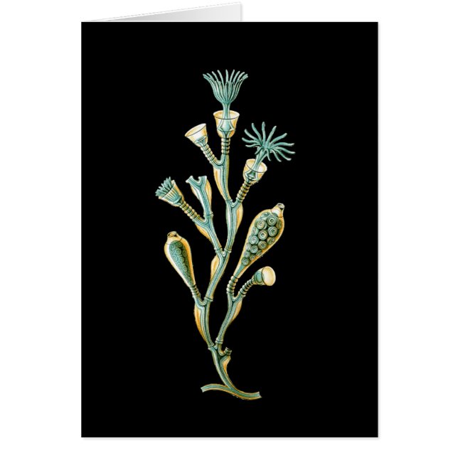 Obelia geniculata hälsningskort (Framsidan)