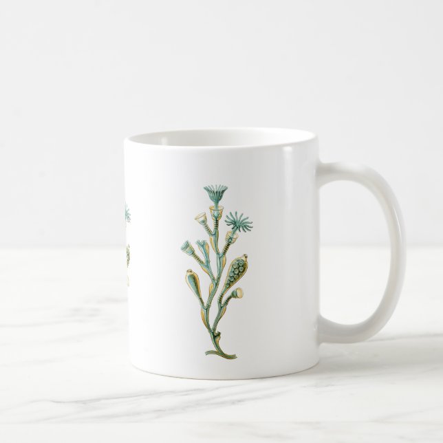 Obelia (manet) kaffemugg (Höger)