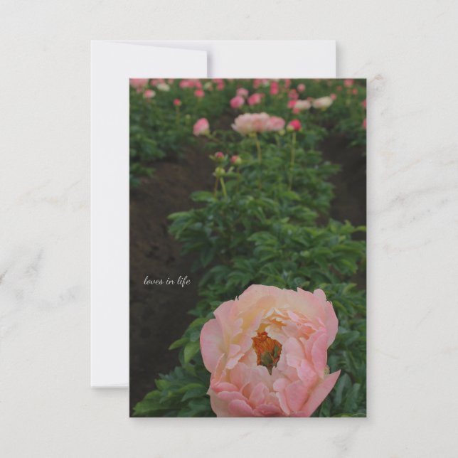 Oberoende Rosa Peony Anteckningskort (Framsida)
