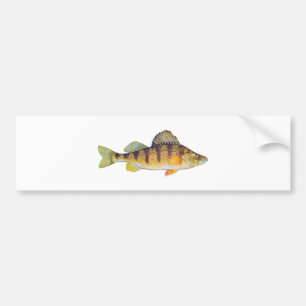 (Obetitlad) gul Perch, Bildekal