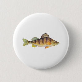 (Obetitlad) gul Perch, Knapp