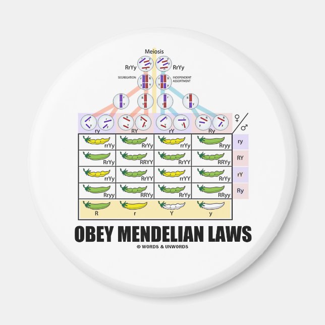 Obey Mendelian Laws (Dihybrid Kor Peas) Magnet (Framsidan)