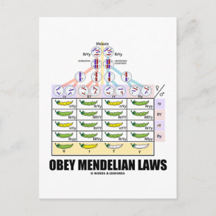 Obey Mendelian Laws (Dihybrid Kor Peas) Vykort