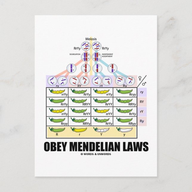 Obey Mendelian Laws (Dihybrid Kor Peas) Vykort (Framsida)
