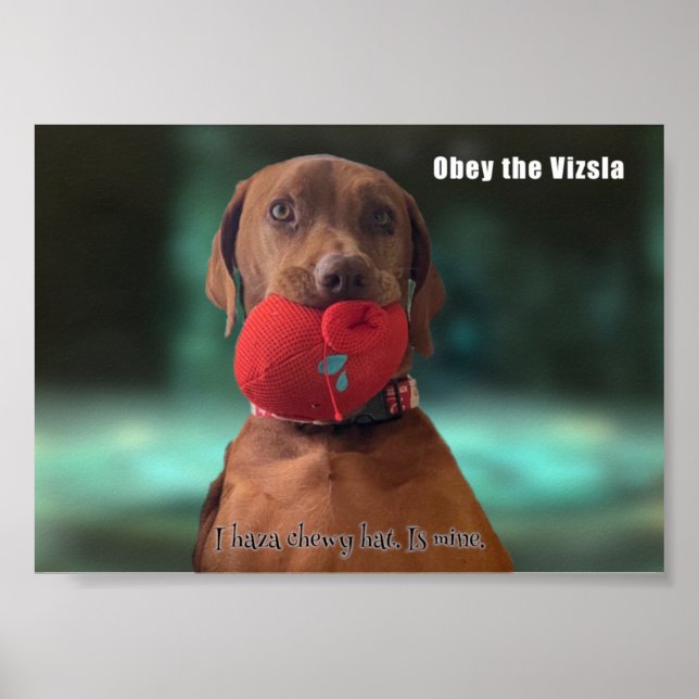 Obey the Vizsla Poster (Framsidan)