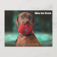 Obey the Vizsla