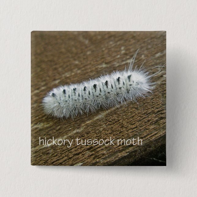 Objekt från Hickory Tussock Moth (Lofocampa caryae Knapp (Framsida)