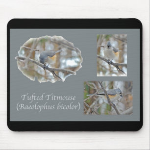 Objekt med tuftad timus (béolophus bicolor) musmatta