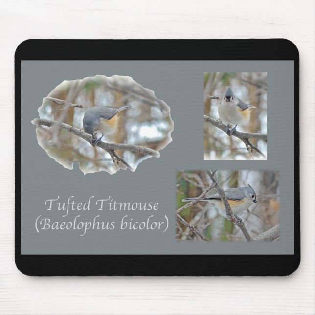 Objekt med tuftad timus (béolophus bicolor) musmatta (Framsidan)