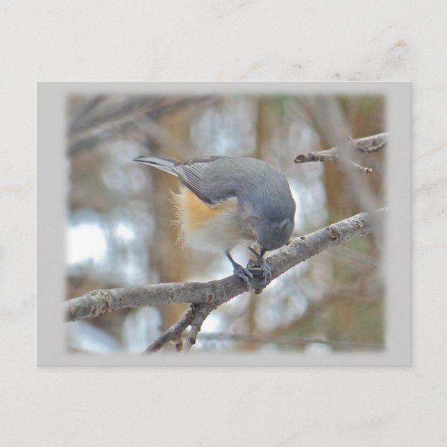 Objekt med tuftad timus (béolophus bicolor) vykort (Framsida)