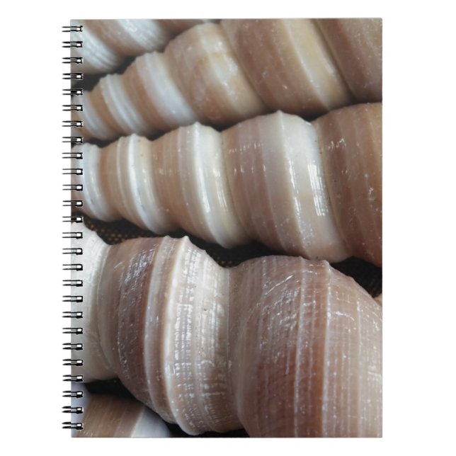 Oblong Summer Seashells, sommarsäsong Anteckningsbok Med Spiral (Framsidan)