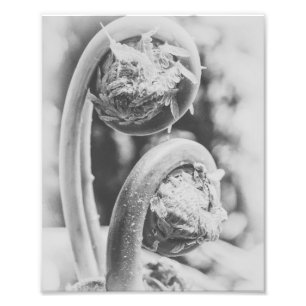 Obotande Woodland Fern Black and White Print 4 Fototryck