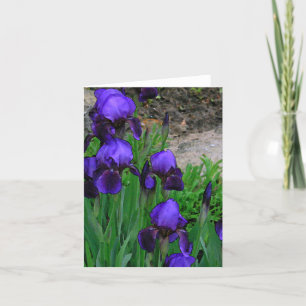 OBSERVERA "DEEP-LILA IRISES" /PHOTOG. KORT